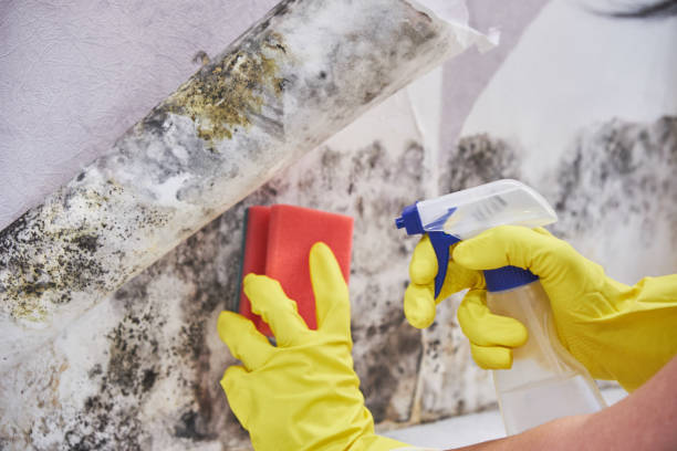 Forensic Mold Investigation in Crockett, CA